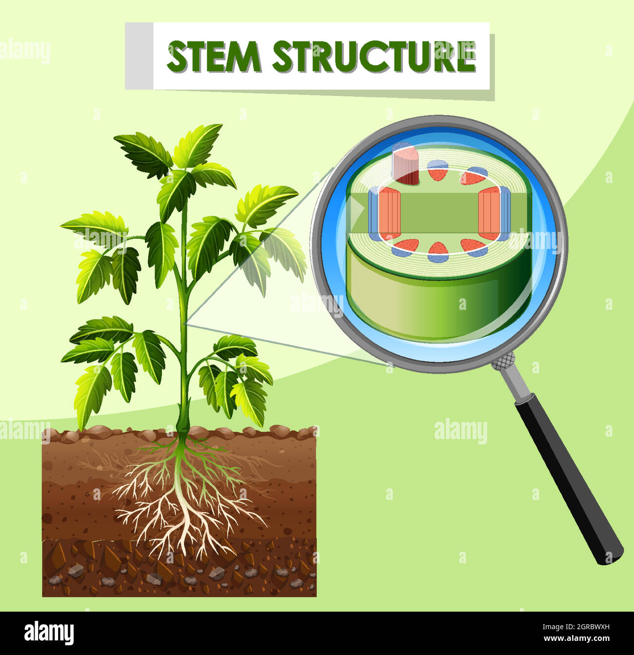 Diagram showing stem structure of plant Stock Vector