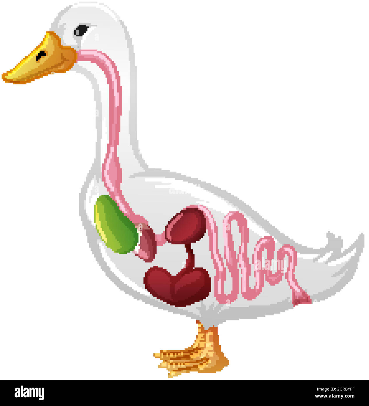 Internal Anatomy of a Duck isolated on white background Stock Vector