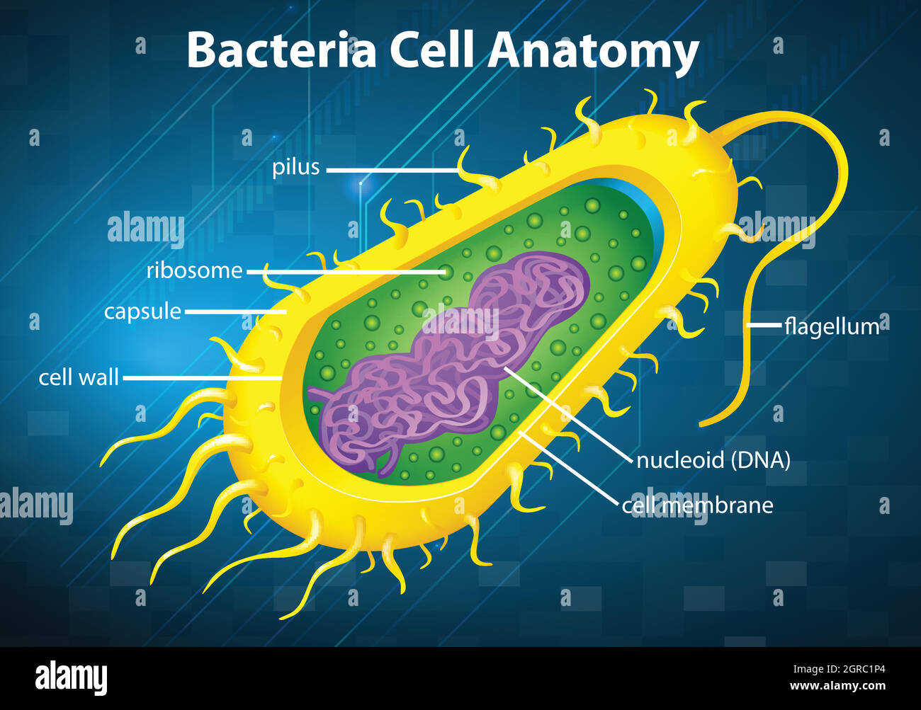 Bacteria cell structure Stock Vector