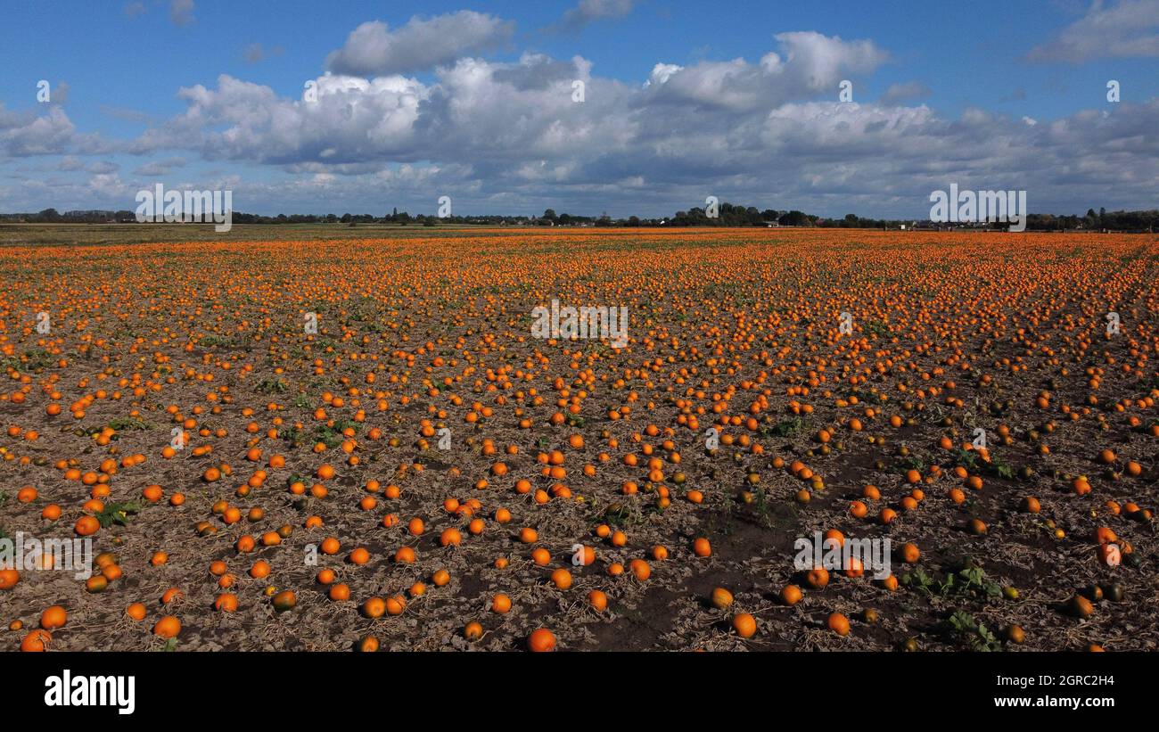 Wisbech, UK. 29th Sep, 2021. A field of pumpkins which are ripening in the sunshine are being harvested near Wisbech, Cambridgeshire, UK, on September 2, 2021 Credit: Paul Marriott/Alamy Live News Stock Photo