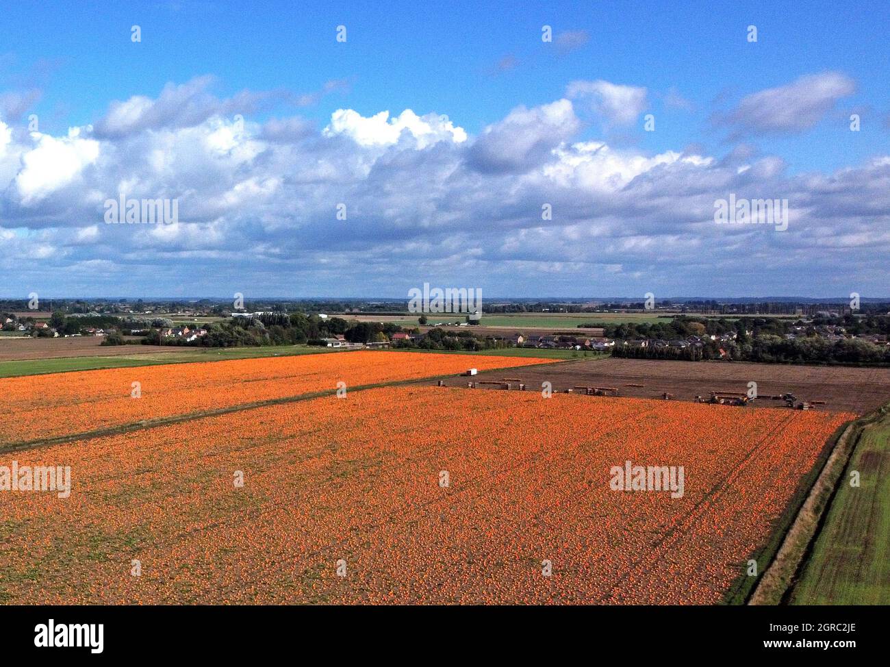 Wisbech, UK. 29th Sep, 2021. A field of pumpkins which are ripening in the sunshine are being harvested near Wisbech, Cambridgeshire, UK, on September 2, 2021 Credit: Paul Marriott/Alamy Live News Stock Photo