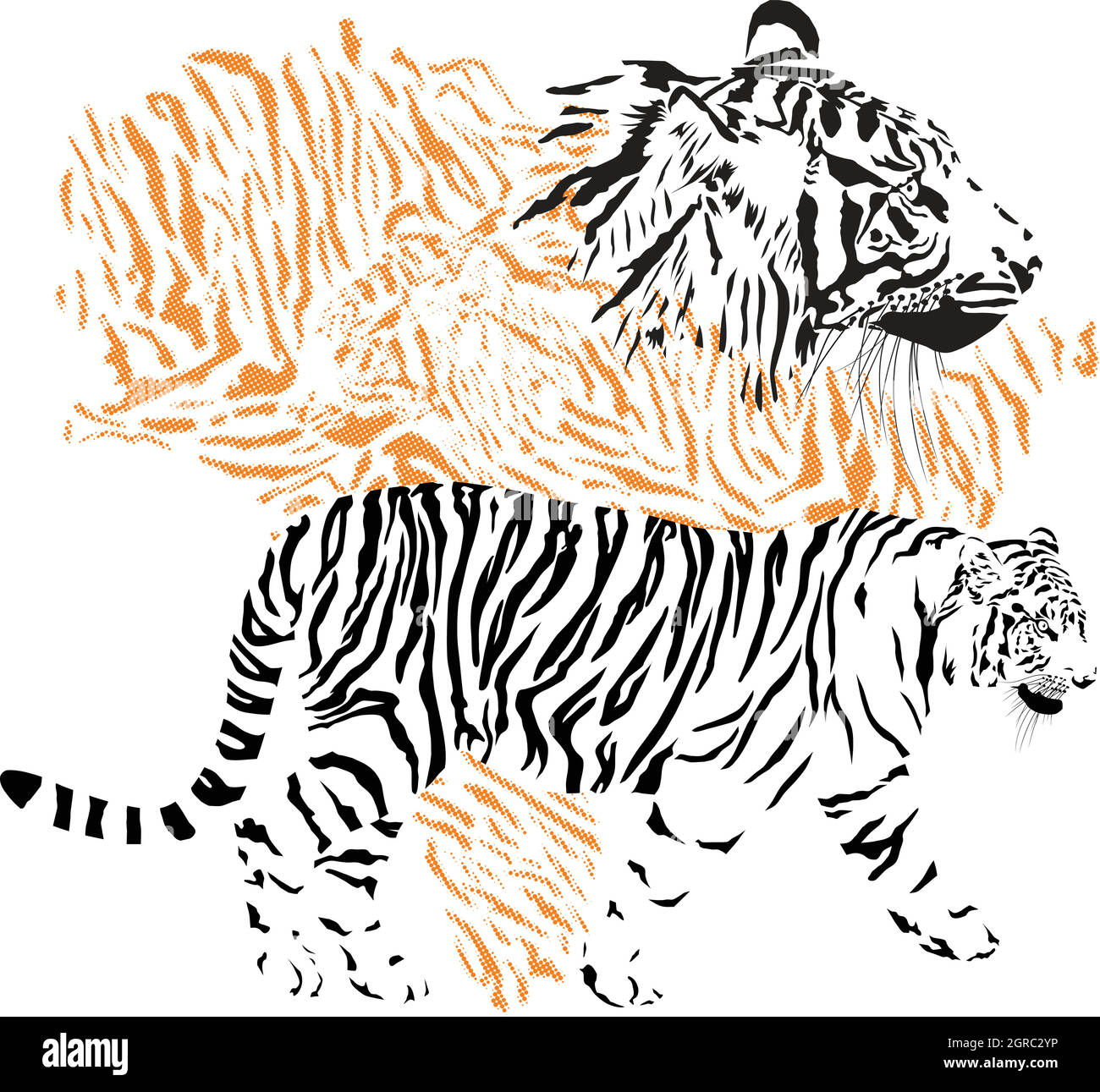 Tiger - The Heart of India Drawing by Vishvesh Tadsare - Pixels