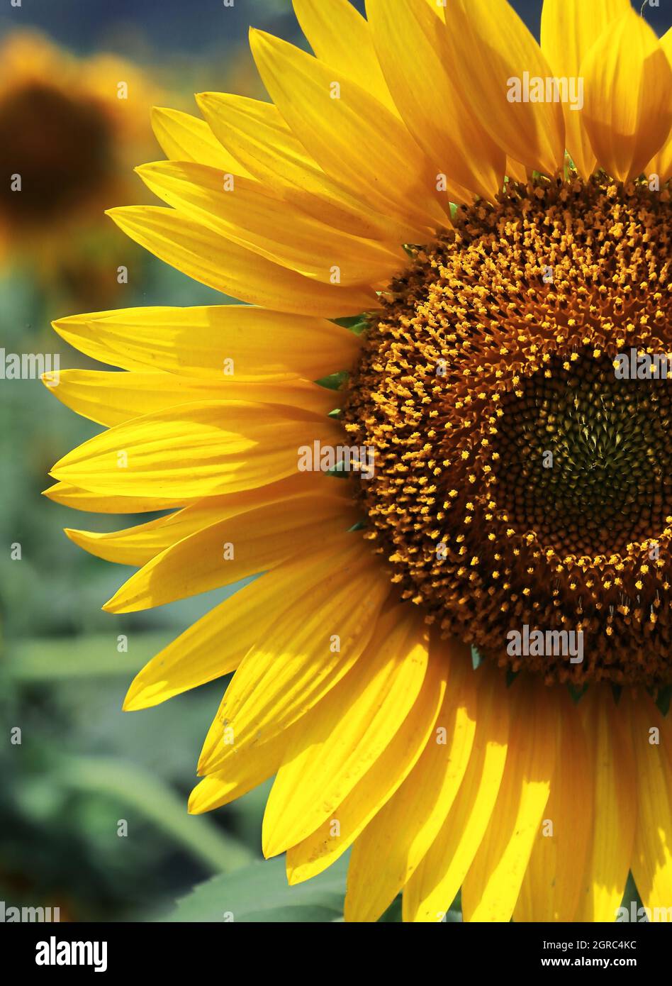 sunflowers (helianthus annuus) are blooming in the field in spring season Stock Photo