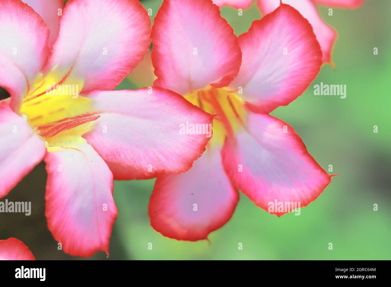 beautiful adenium flower (adenium obesum) in bloom Stock Photo