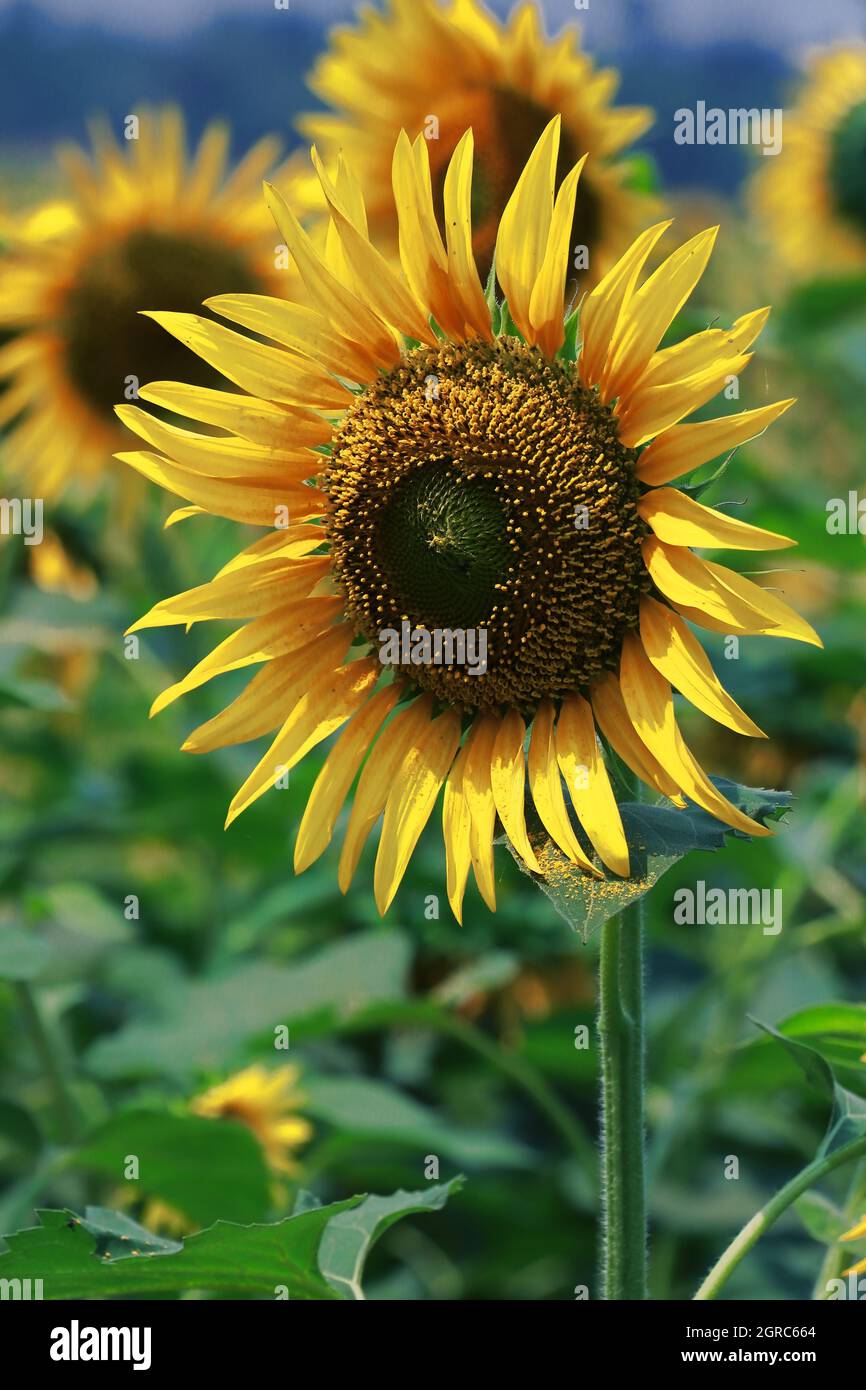 sunflowers (helianthus annuus) are blooming in the field in spring season Stock Photo