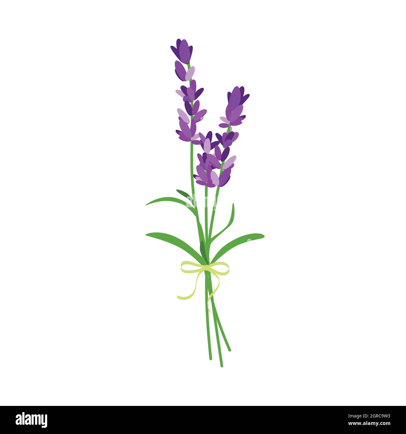 Bunch of lavender flowers isolated on white background Stock Vector ...