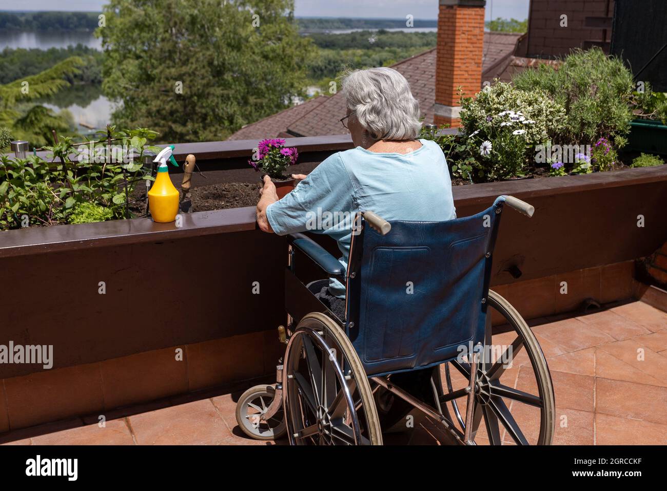 Old Woman In Wheelchair Planting Flowers In Small Terrace Garden Stock ...