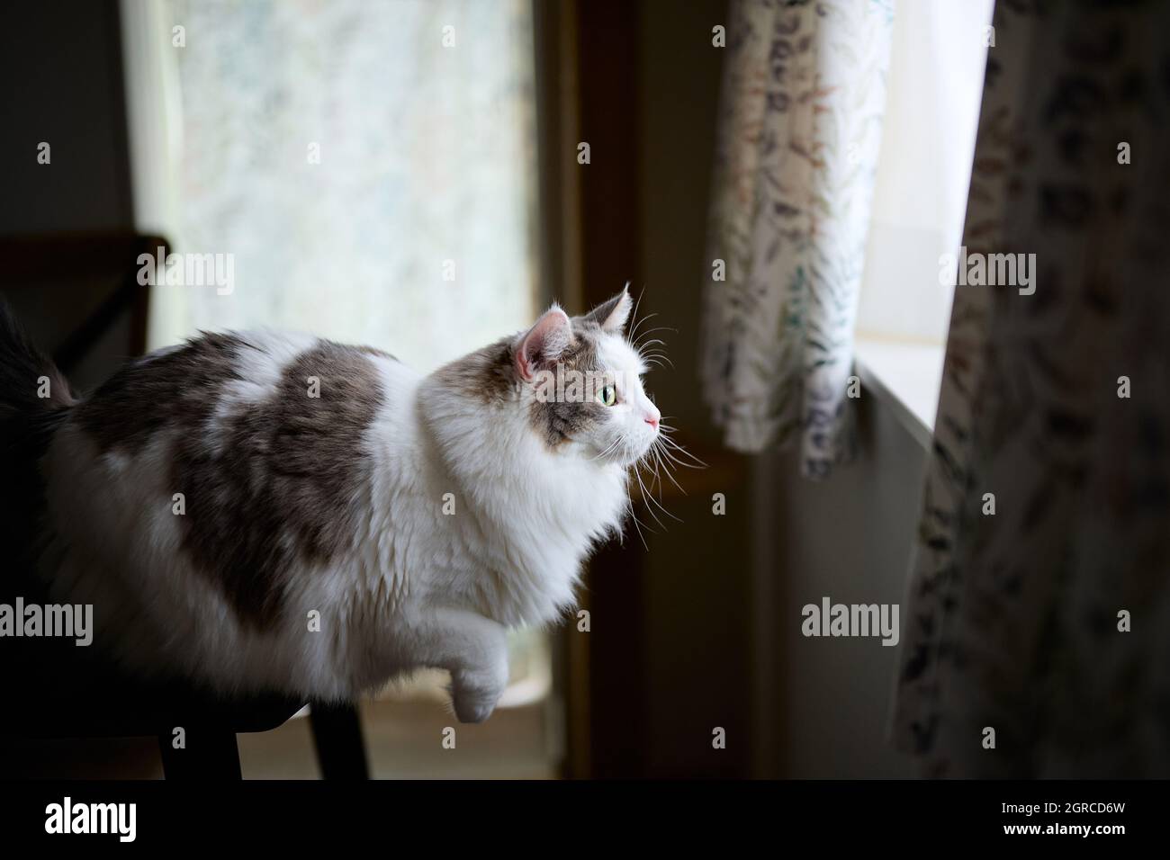 Cat jump table hires stock photography and images Alamy