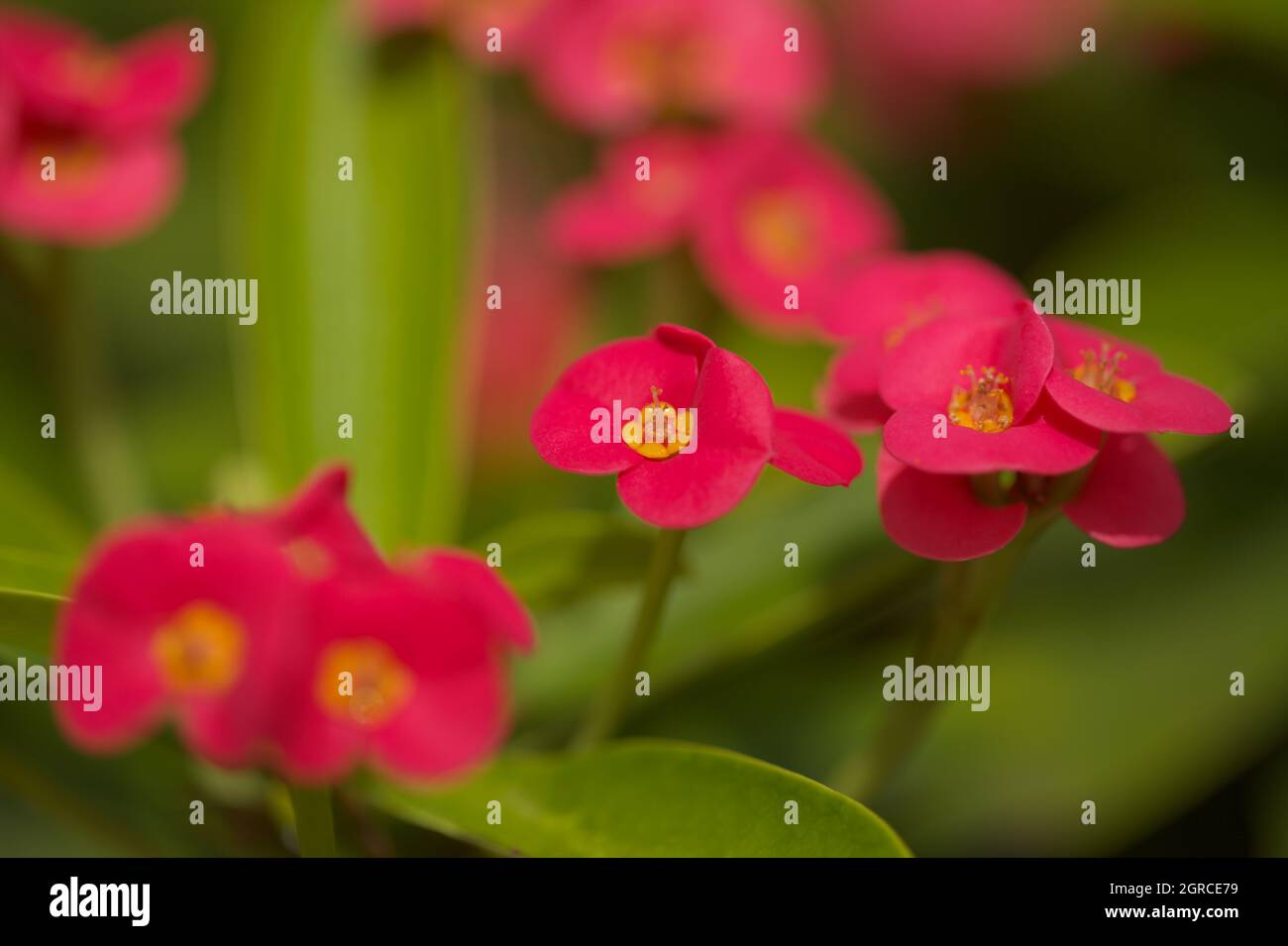 Flowering Euphorbia milii, the crown of thorns, natural macro floral background Stock Photo