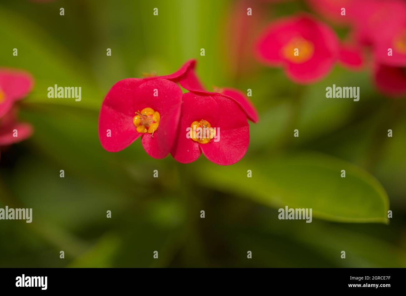 Flowering Euphorbia milii, the crown of thorns, natural macro floral background Stock Photo