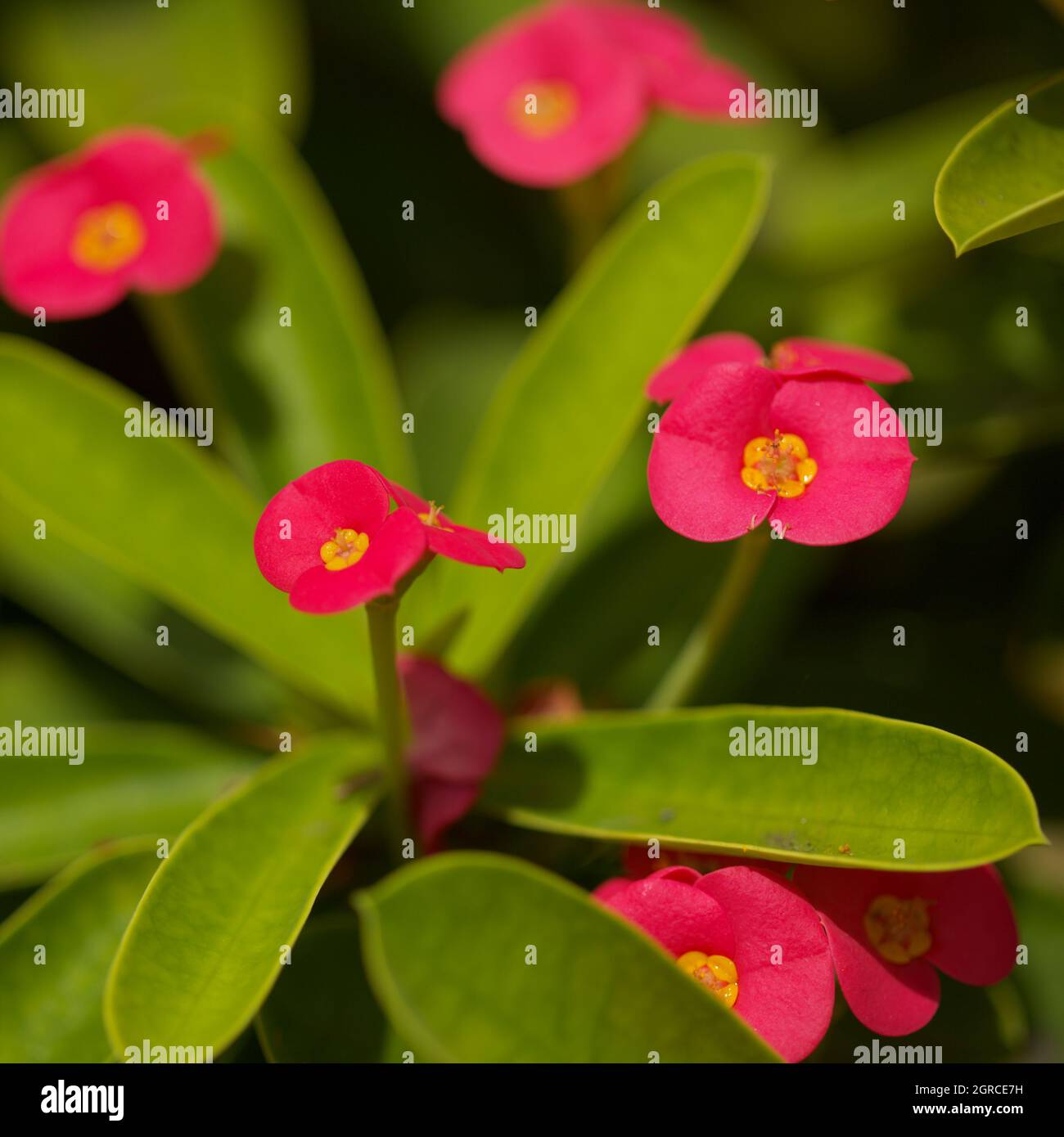 Flowering Euphorbia milii, the crown of thorns, natural macro floral background Stock Photo