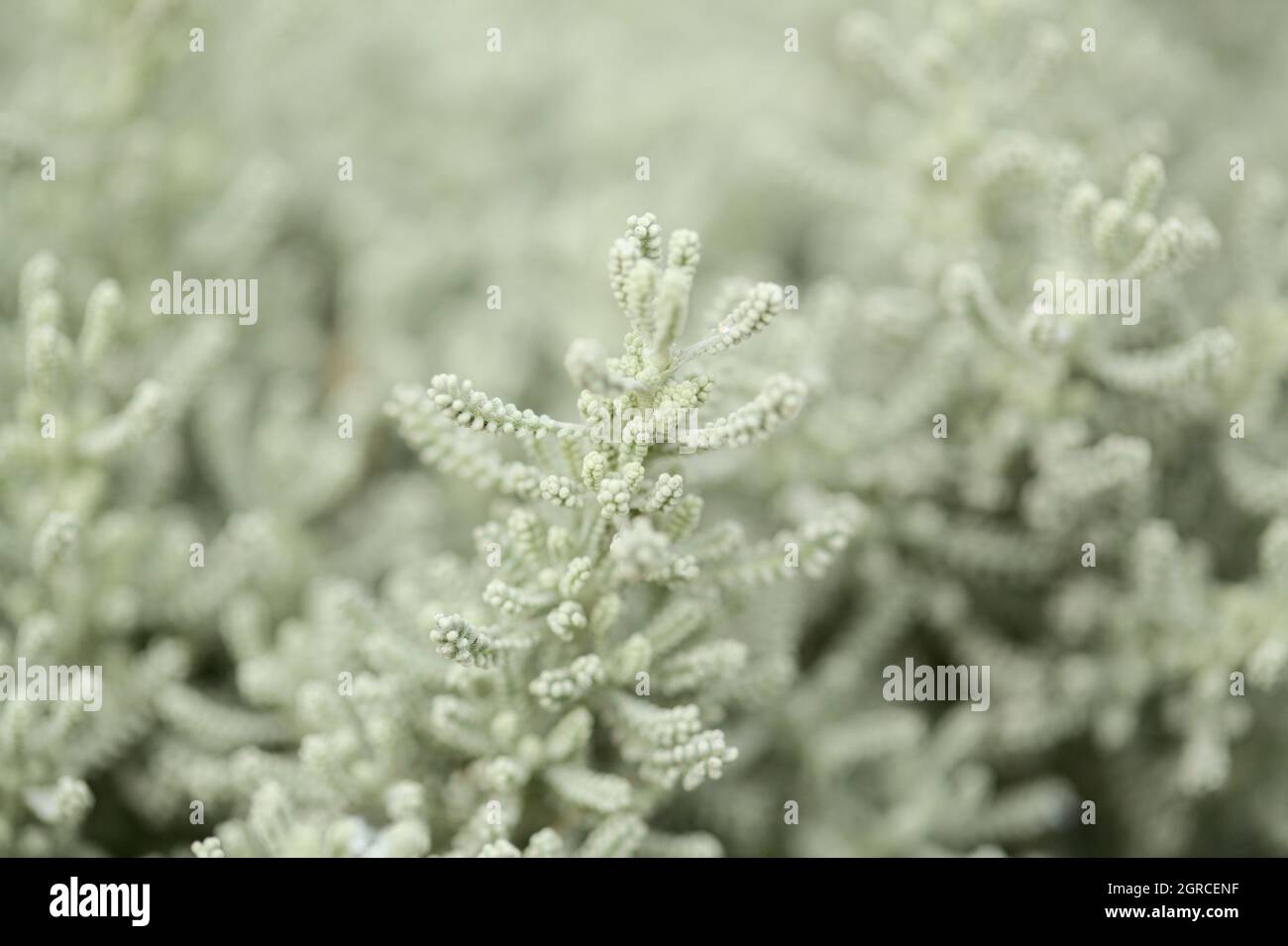 Santolina chamaecyparissus, cotton lavender leaves natural macro floral background Stock Photo
