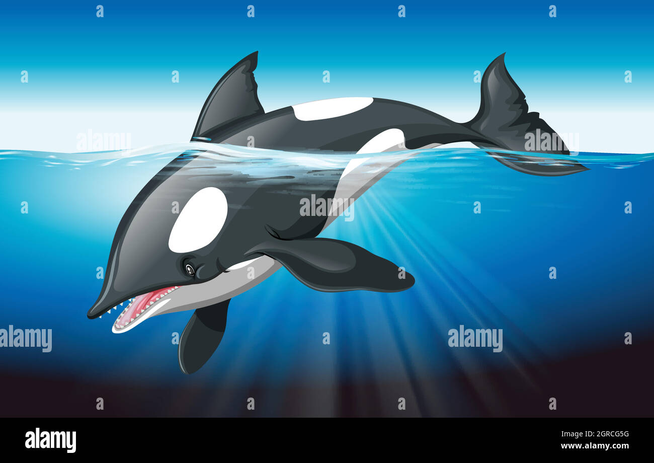 Killer whale swimming in the ocean Stock Vector Image & Art - Alamy