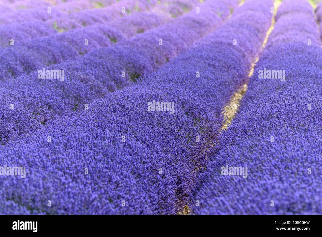 Lavender Fields In Bloom In Provence. Pays De Sault Stock Photo Alamy