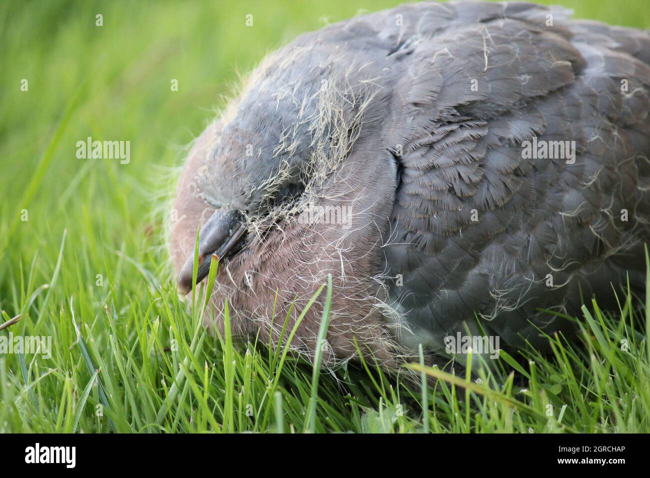 wood pigeon baby bird fledgling nestling with feathers and remaining yellow fluff Stock Photo