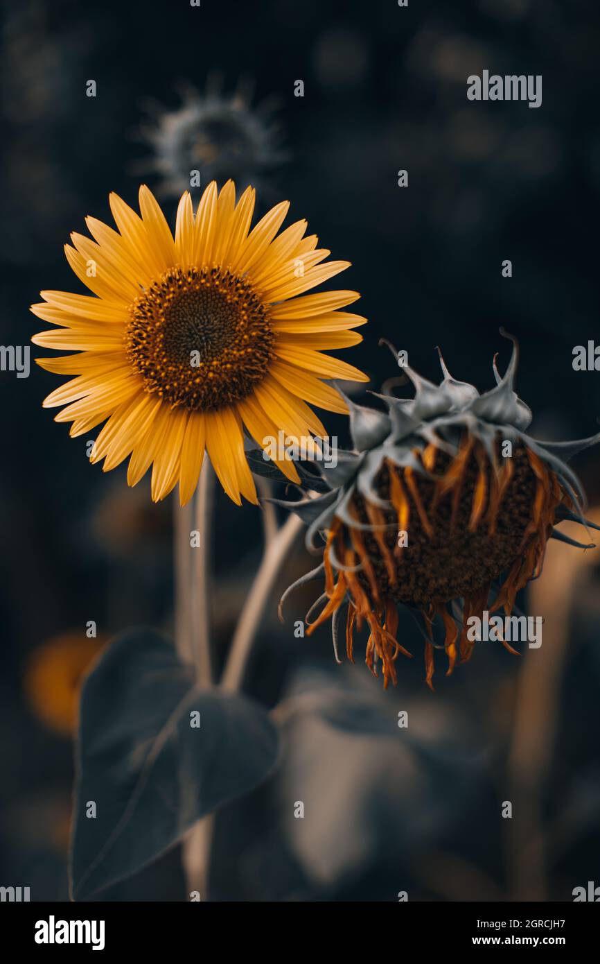 nature's beauty sunflower seeds