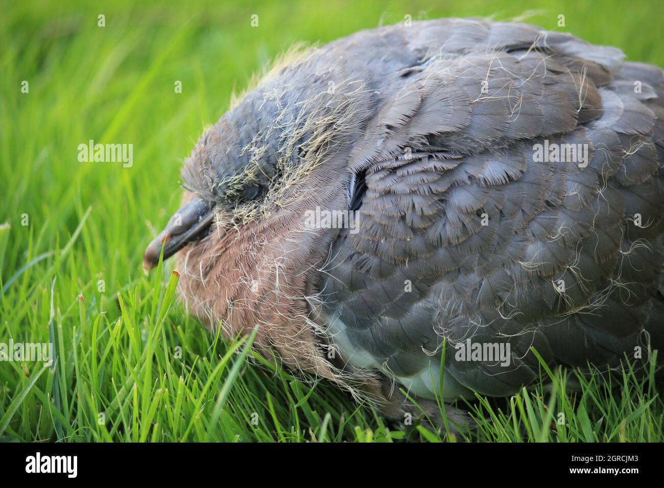 wood pigeon baby bird fledgling nestling with feathers and remaining yellow fluff Stock Photo