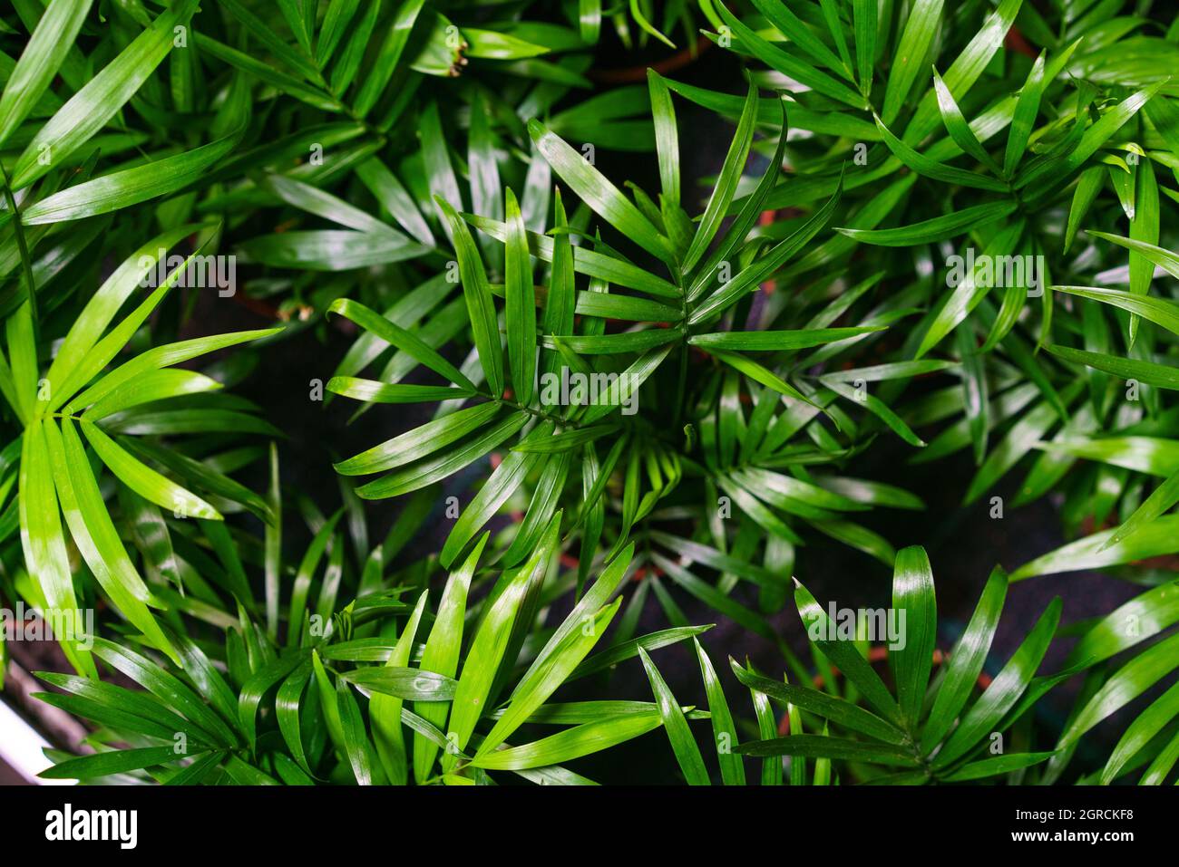 Close-up On The Leaves Of A Bamboo Palm Tree Chamaedorea Seifrizii Indoor Stock Photo