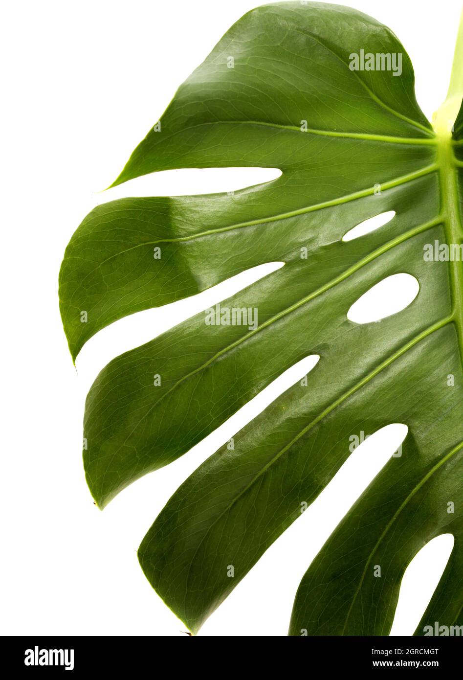 Monstera deliciosa, Swiss cheese plant leaf isolated on white