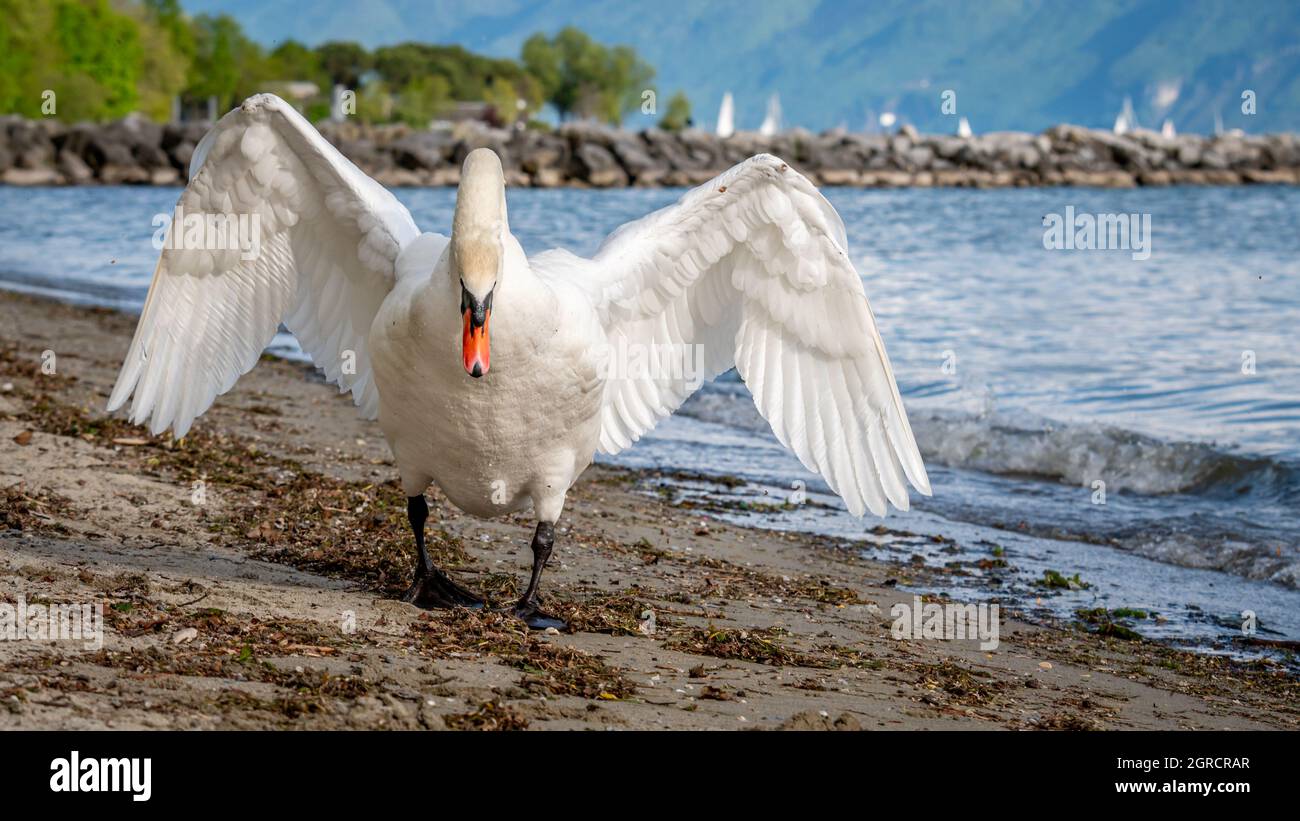 One Mute Swan Spreading Wings On The Beach. Cygnus Olor Runs In Attack