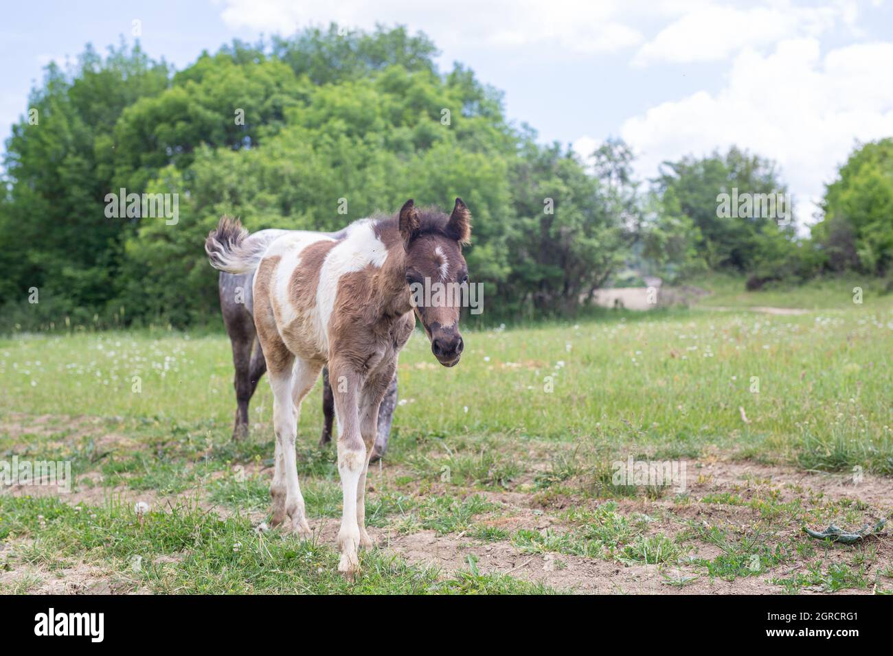 Horse Meadow Stock Photo