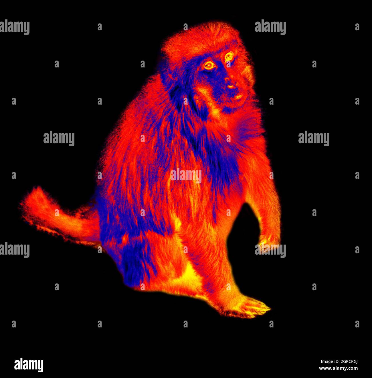 Rhesus monkeys in black background. Shooting sleeping in bat cave. Scanning the animal's body temperature with a thermal imager Stock Photo