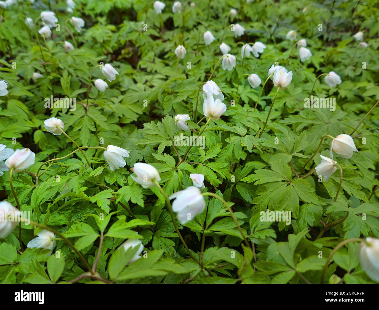 Early bloomers (primroses) of northern European forests. European wood anemone (Anemone nemorosa) in park forest (wood-meadow) Stock Photo