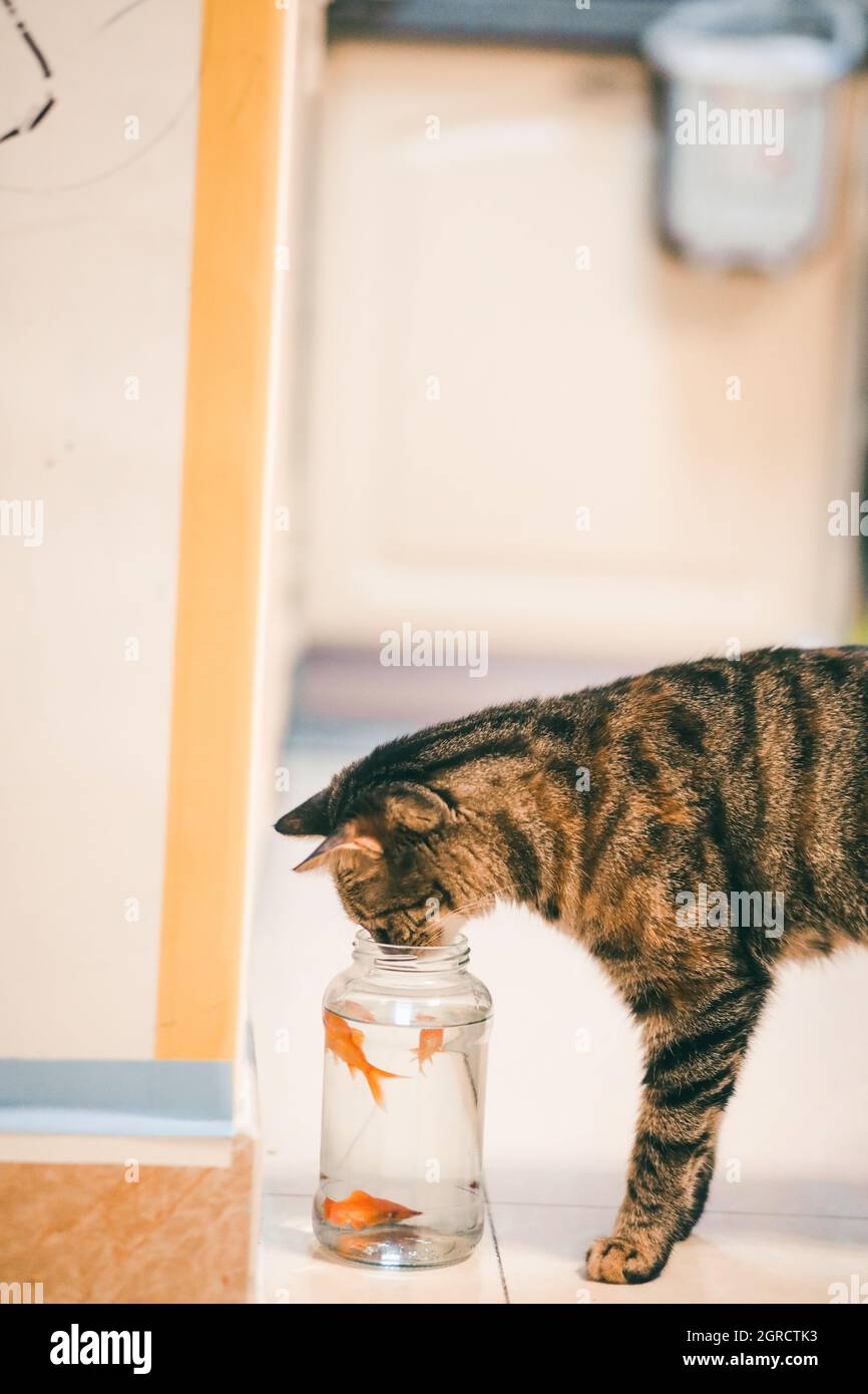 Cat Drinking Water From Fish Tank Stock Photo Alamy