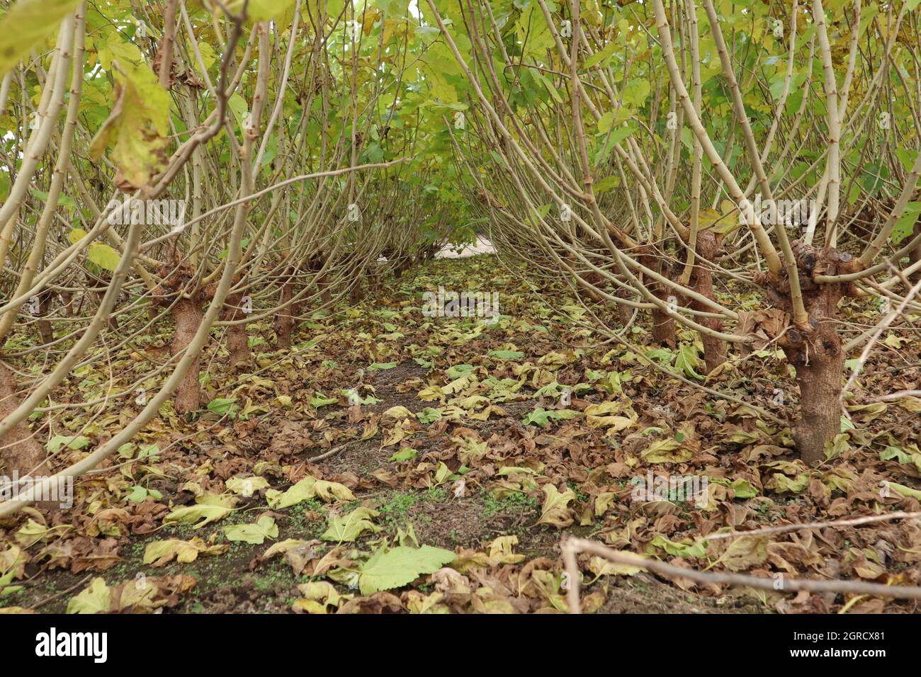 mulberry tree leaves falling off