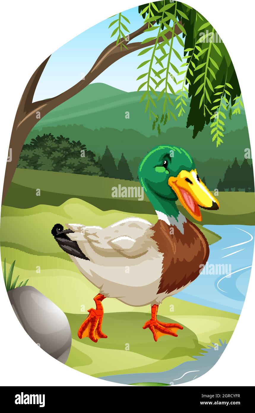 tn mallard duckFBD 02 Stock Vector
