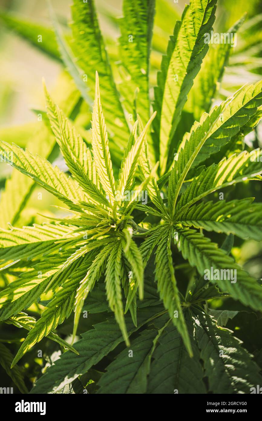 Legal Green Marijuana Cannabis Leaves Growing At Farm In Sunlight