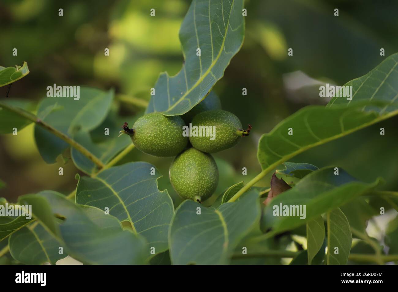 Victoria bitter hires stock photography and images Alamy