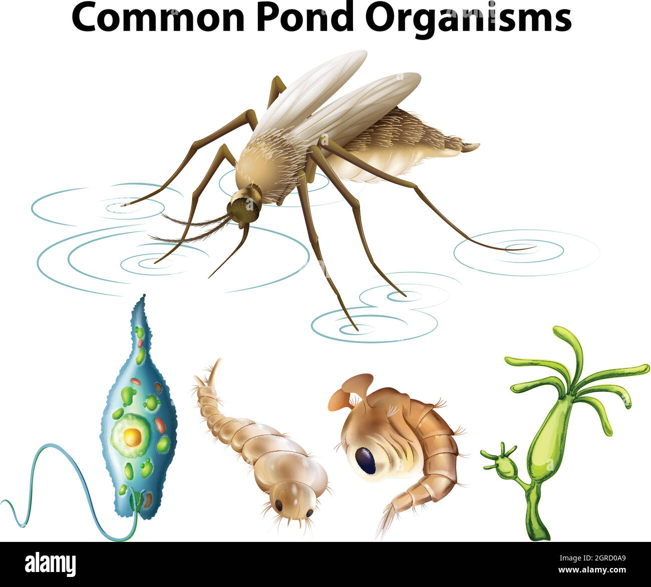 Common pond organisms diagram Stock Vector
