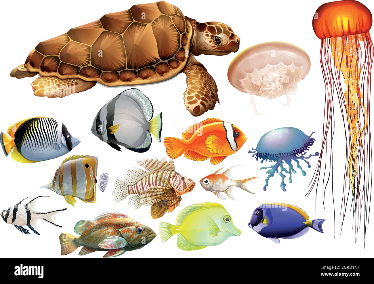Different kind of sea animals Stock Vector Image & Art - Alamy Different kind of sea animals Stock Vector Image & Art - Alamy
