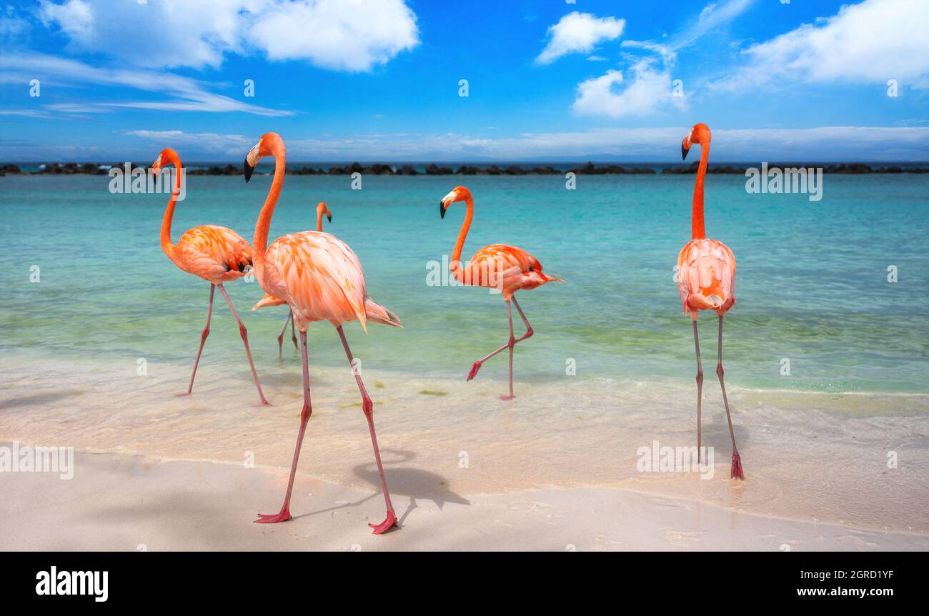 Flamingo beach in aruba hi-res stock photography and images - Alamy