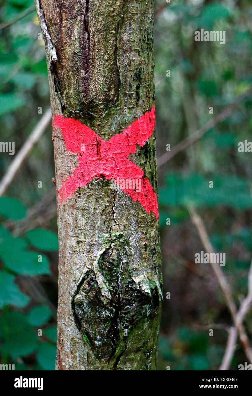 A small tree marked with a red cross for removal in the managed ancient woodland and nature reserve at Foxley Wood, Foxley, Norfolk, England, UK. Stock Photo
