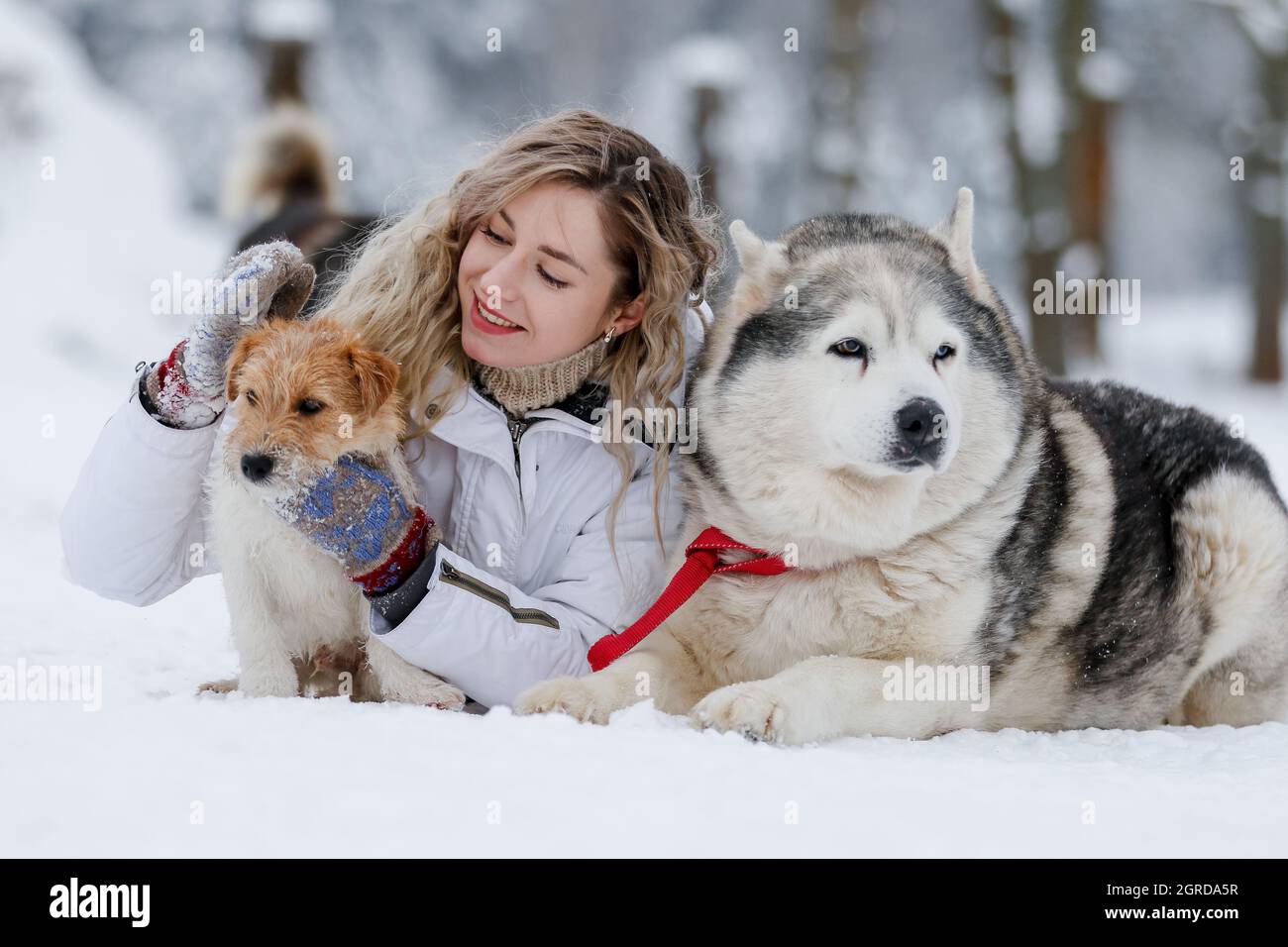 Woman With Dogs In Snow During Winter Stock Photo
