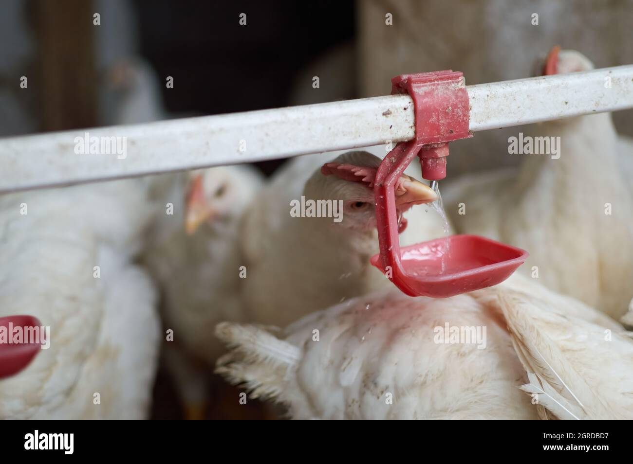 Free range poultry broiler Chickens drinking water by automatic nipple