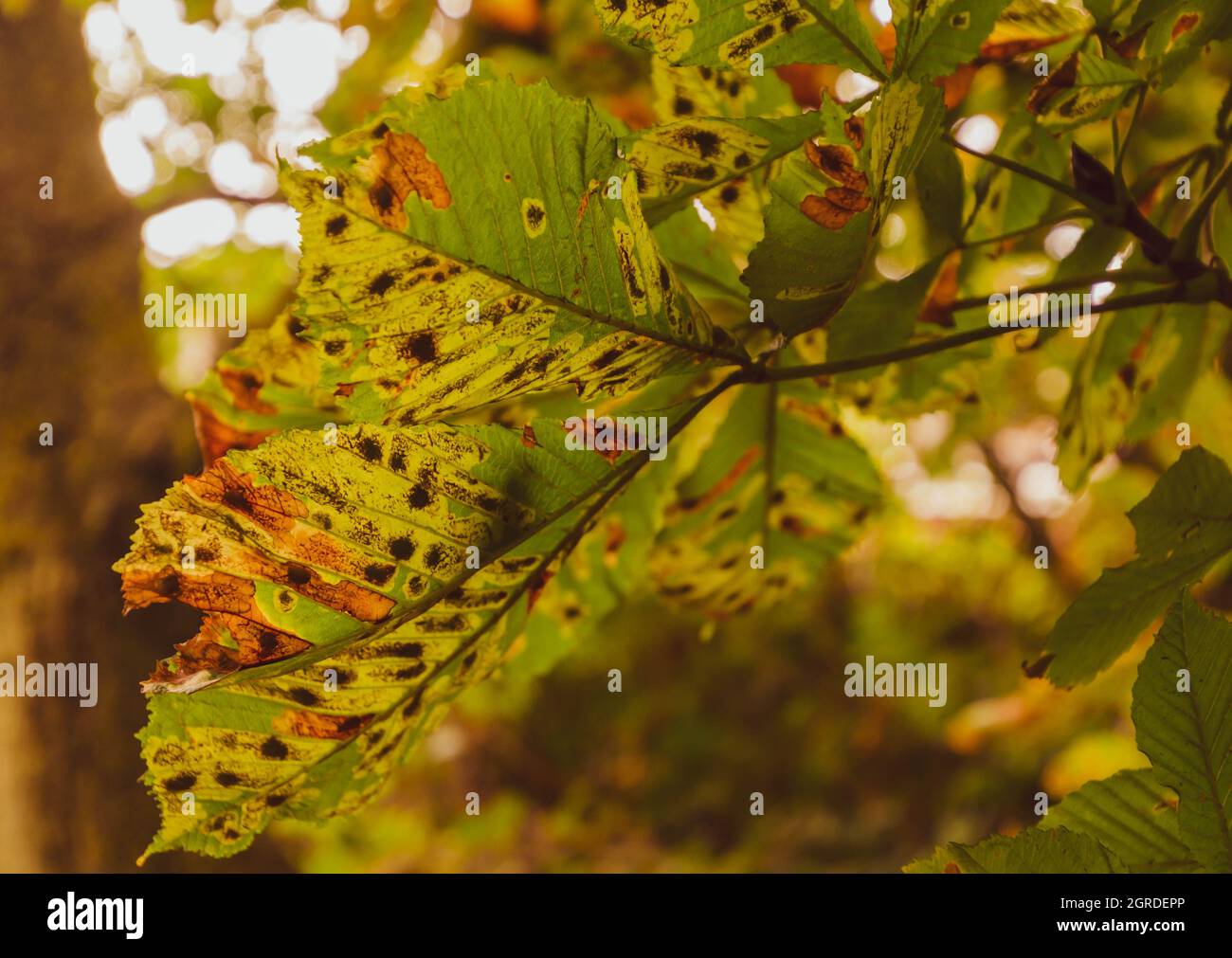 horse chestnut leaves in autumn Stock Photo