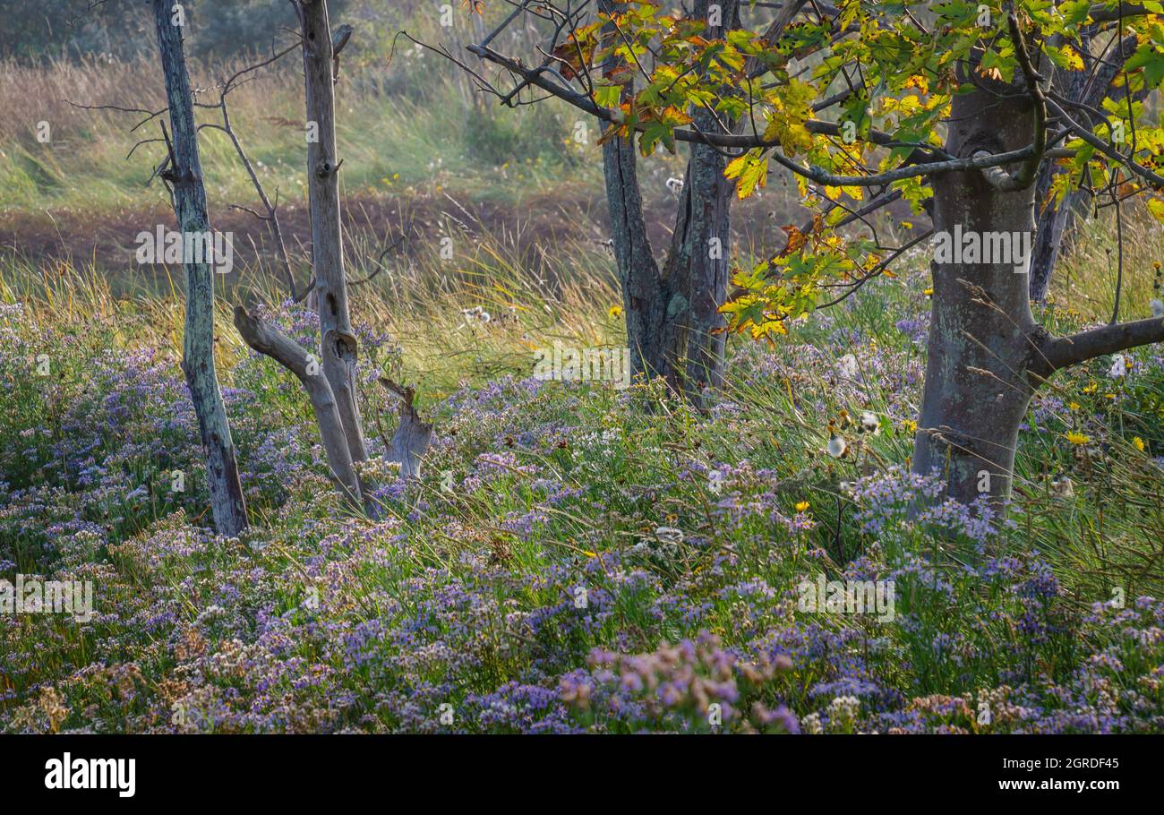 Wild aster flowers in autumn Stock Photo