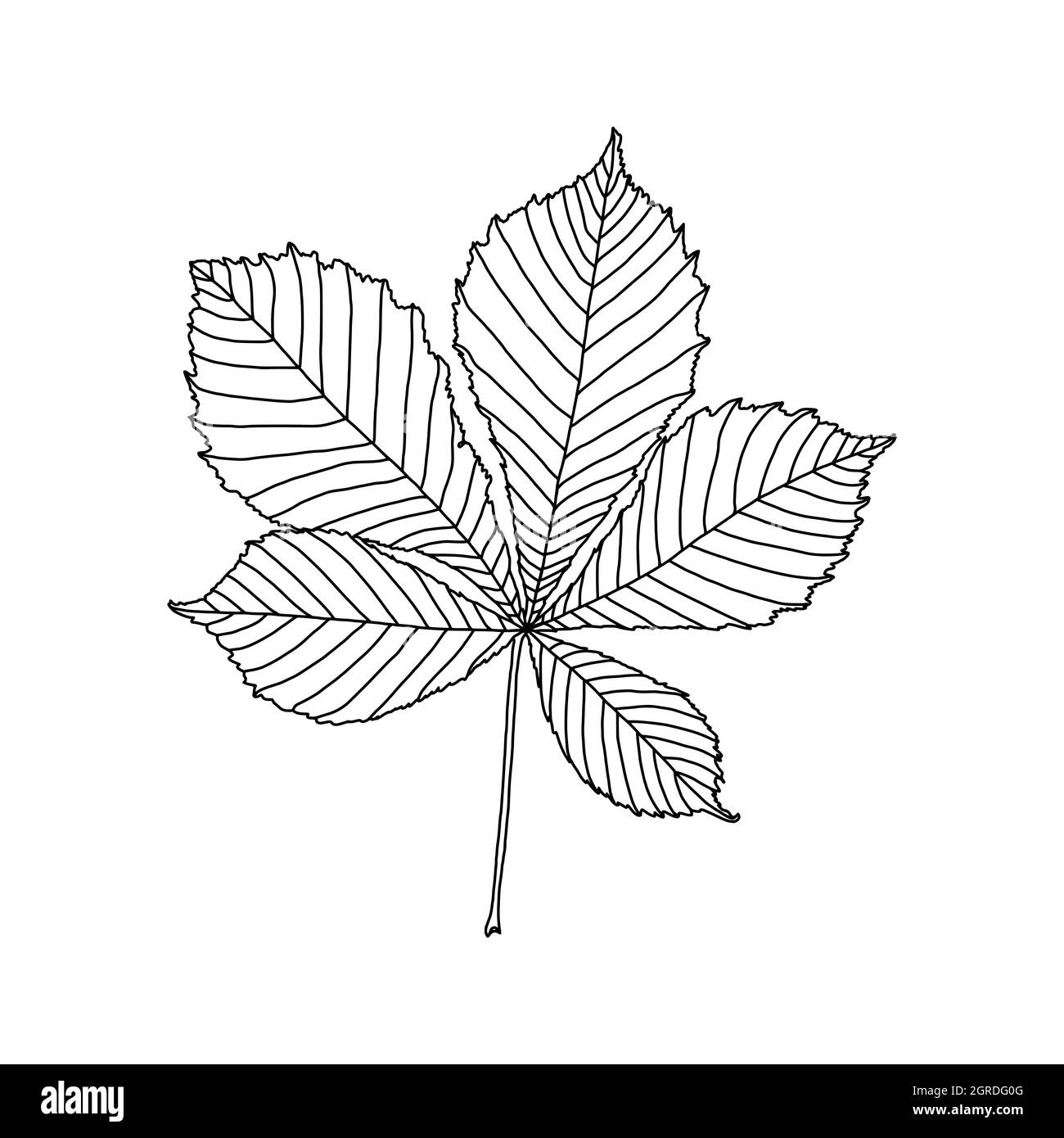 Linear graphic drawing of chestnut leaf isolated on white background. Vector illustration. Element for design in line art style. Stock Vector