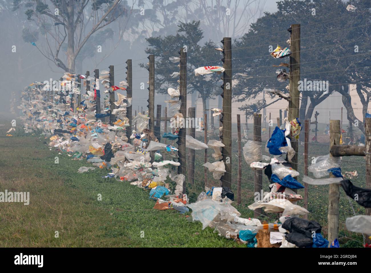 Plastic bags blown out of a landfill site at Grahamstown/Makhanda, South Africa, caught up in a