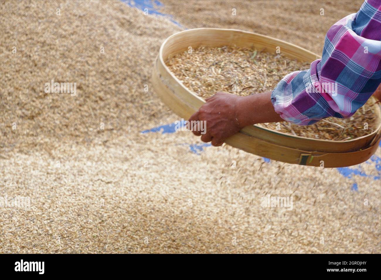A Female Farmer Is Cleaning The Rice Grains Stock Photo Alamy