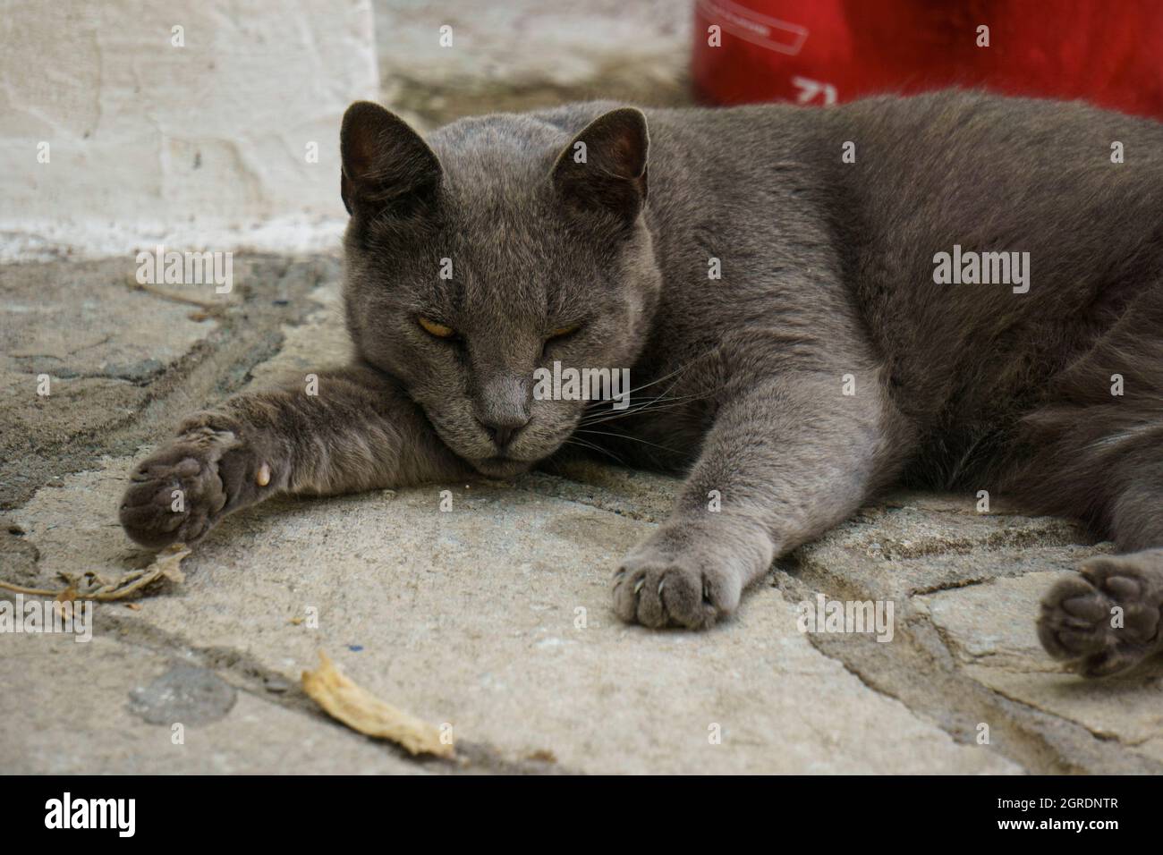 A lazy grey cat with one eye closed Stock Photo