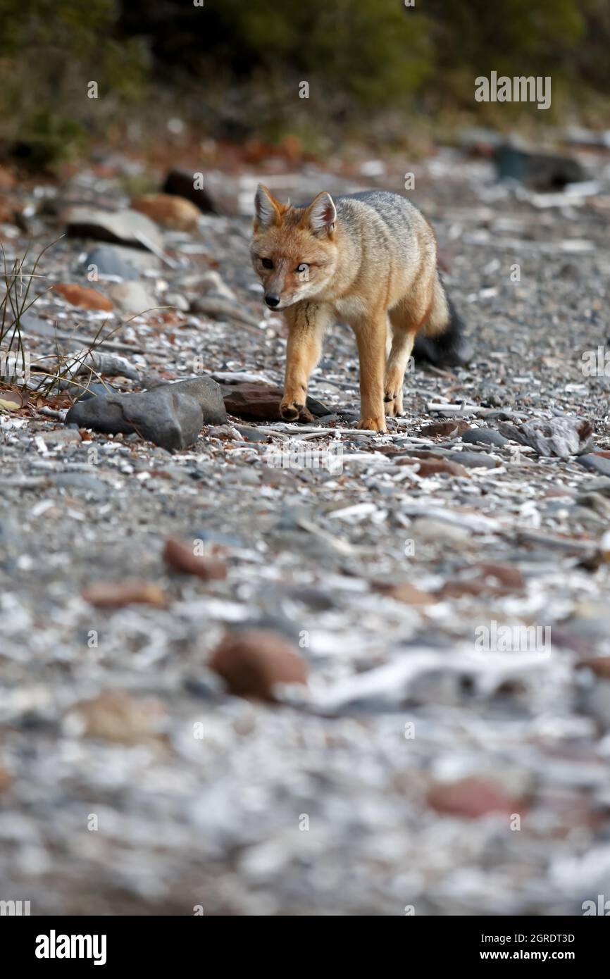 Character zorro hi-res stock photography and images - Alamy