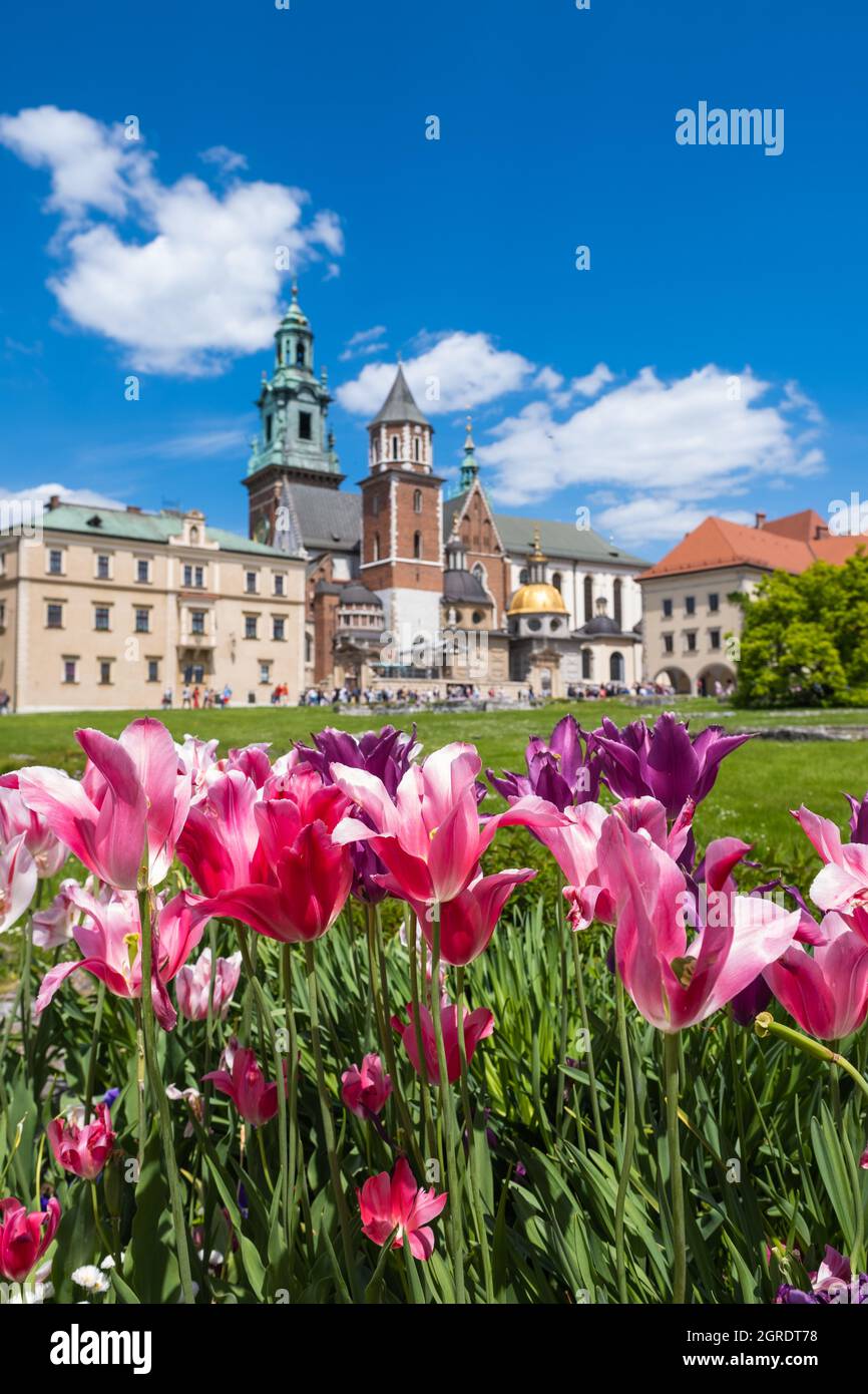 Blooming Tulips Flower on Hill of Wawel Royal Castle in Poland Stock Photo