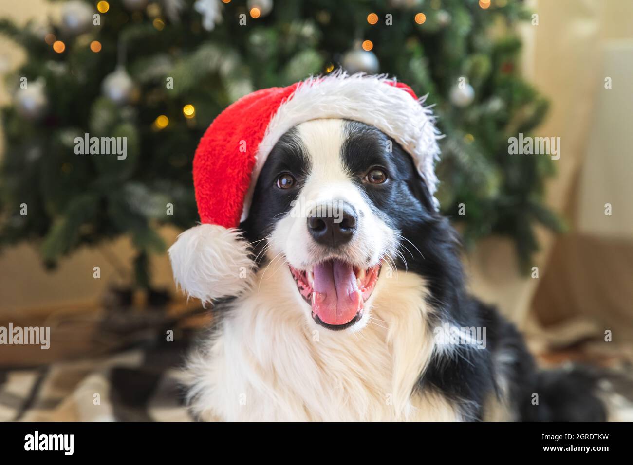 Christmas day bandana Over the Collar December dog bandana Christmas Dog Bandana Winter dog bandana - Black Christmas Trees