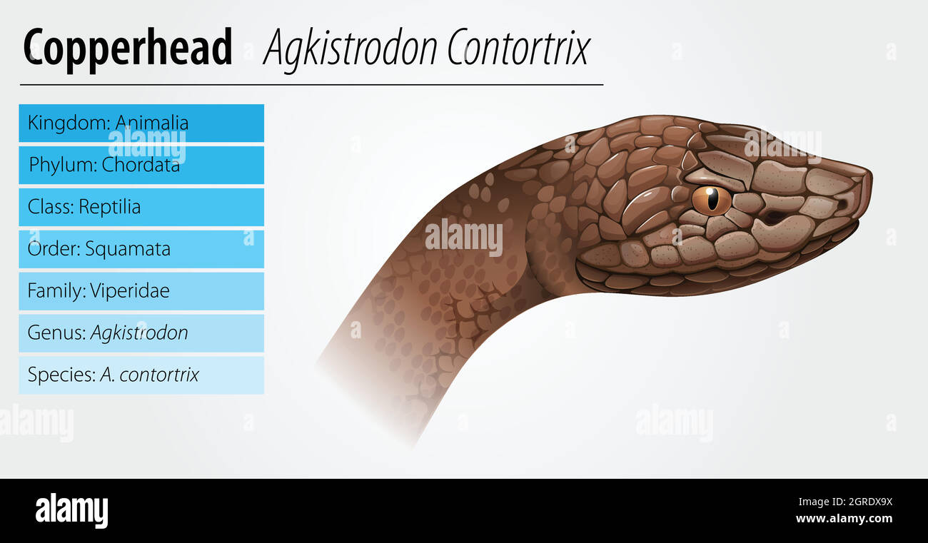 Copperhead snake Stock Vector Images - Alamy