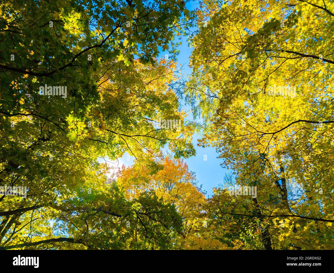 autumn vivid yellow and green maple trees on blue sky background - full ...