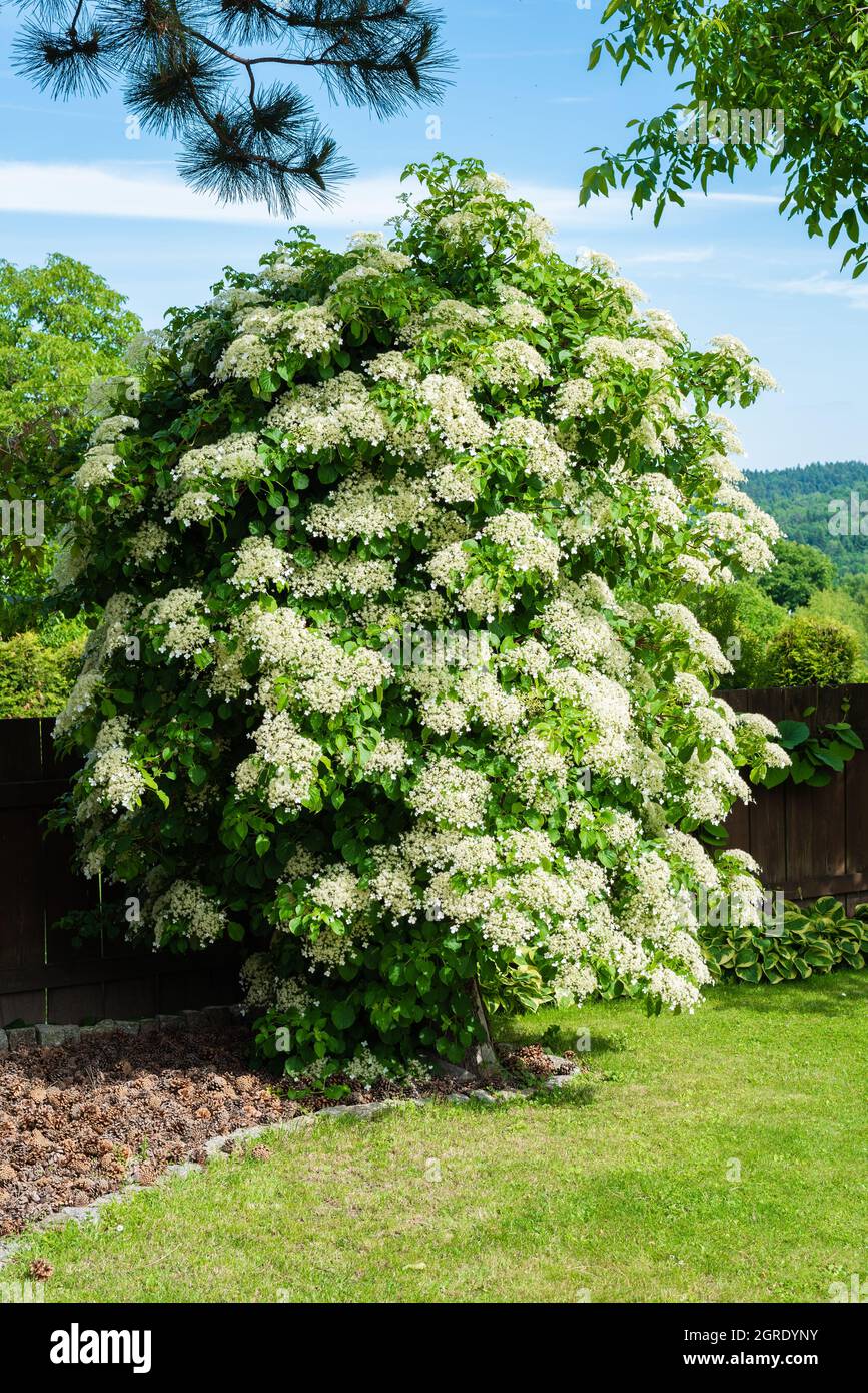 Blooming climbing hydrangeas on tree in garden Stock Photo